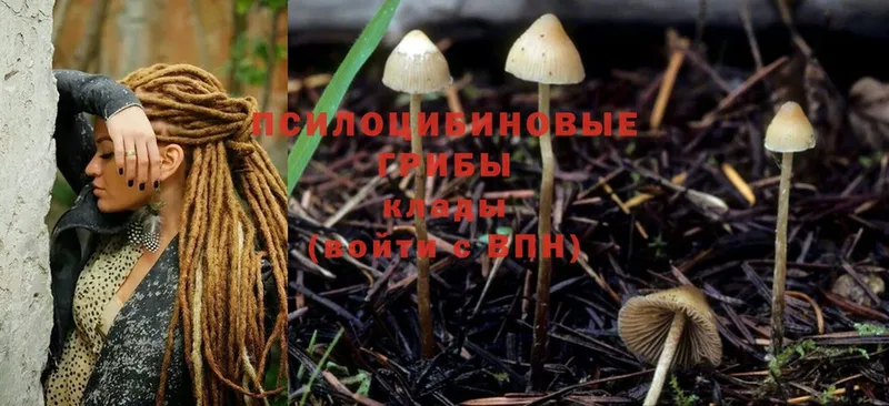 Псилоцибиновые грибы Psilocybine cubensis  Лабытнанги 